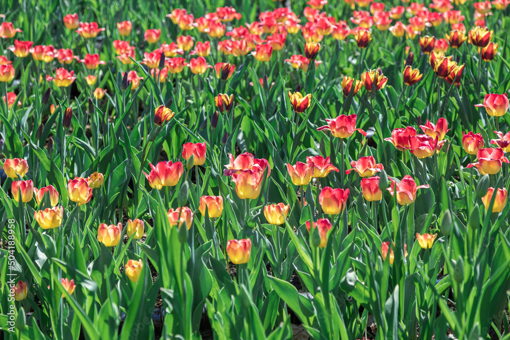 Open flower bed with blooming red tulips. horticulture and floriculture Open flower bed with blooming red tulips. horticulture and floriculture