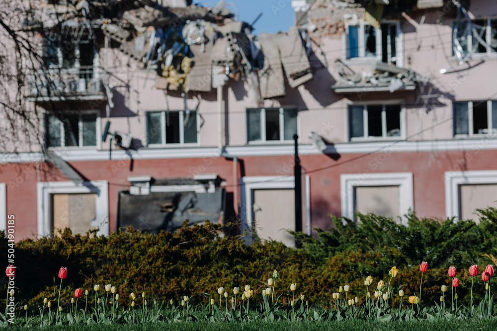 Fototapeta premium Red and yellow tulips on the background of the damaged Hotel Ukraine in the Ukrainian city of Chernihiv near Kiev in northern Ukraine in 2022.