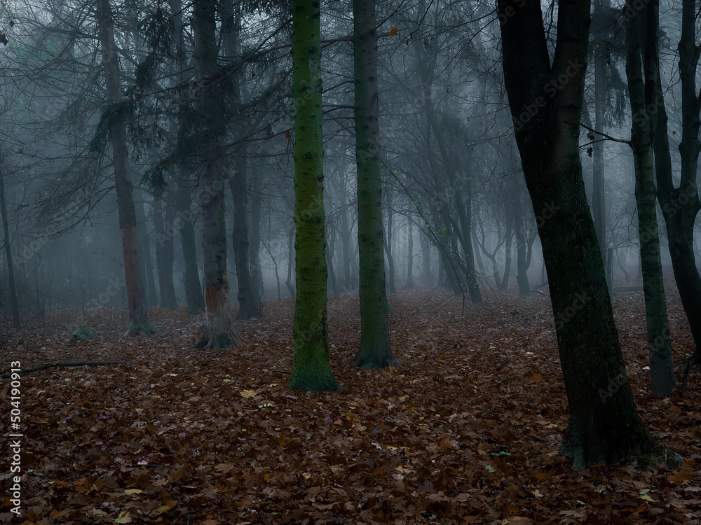 Obraz premium Dark forest in thick fog. Creepy forest at dawn. Atmospheric autumn woods. 
