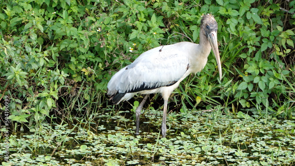 Fototapeta premium Juvenile wood stork (Mycteria americana) wading in a ditch in Fort Lauderdale, Florida, USA