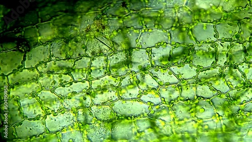 Water plant leaf cells with chloroplasts, microscope magnification 40X photo