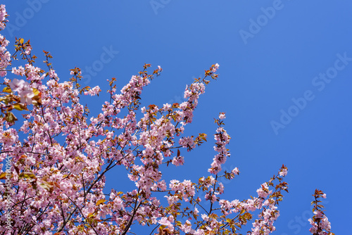 Blooming cherry tree with pink flowers against blue sky
