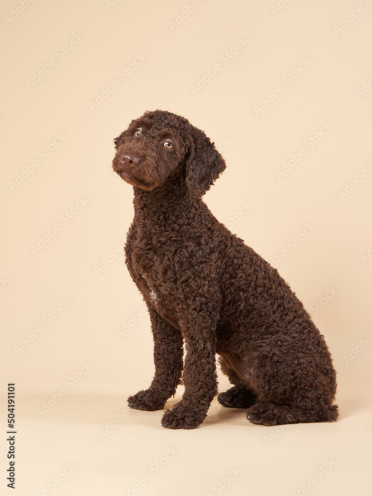 Sweet Spanish Water Dog puppy on a brown background. Portrait of a pet in a photo studio