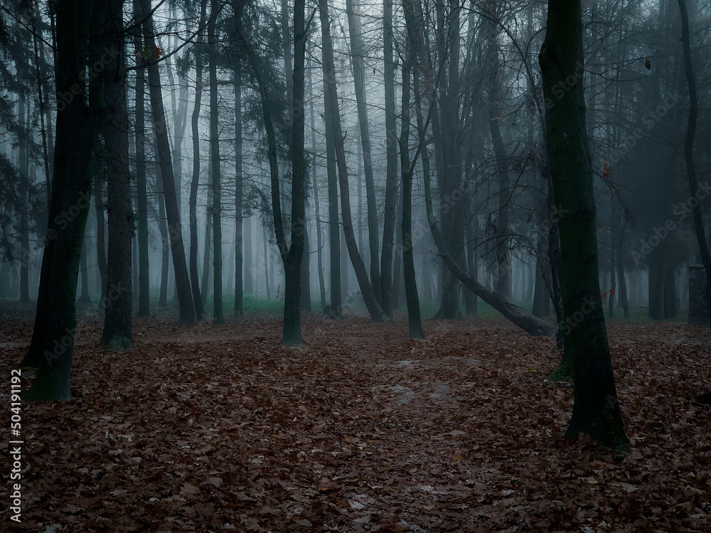 Fototapeta premium Dark forest in thick fog. Creepy forest at dawn. Atmospheric autumn woods. 