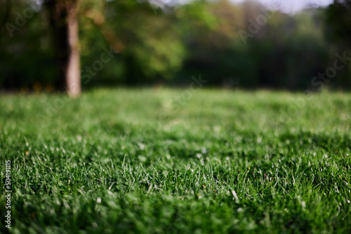 Fresh green grass in an alpine meadow in sunlight