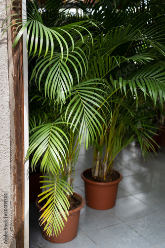 Fresh green tropical Areca palm plant in home interior. Howea forsteriana, Arecaceae, Palmae. Urban gardening
