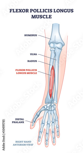 Flexot pollicis longus muscle and human arm bones outline diagram. Labeled educational anatomy scheme with palm distal phalanges skeleton for hand twist movement muscular system vector illustration.