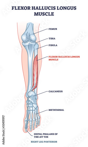 Flexor hallucis longus muscle with human leg and foot bones outline diagram. Labeled educational physiology scheme with feet phalanges and metatarsal skeletal and muscular system vector illustration.