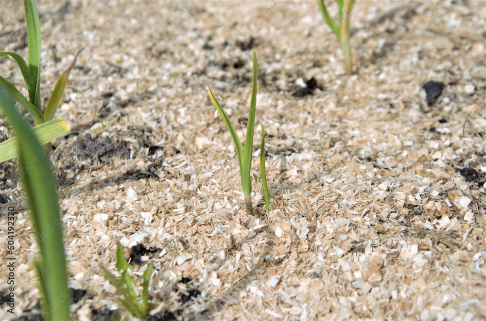 Fototapeta premium garlic sprouts planted in the bed. vegetable garden in spring