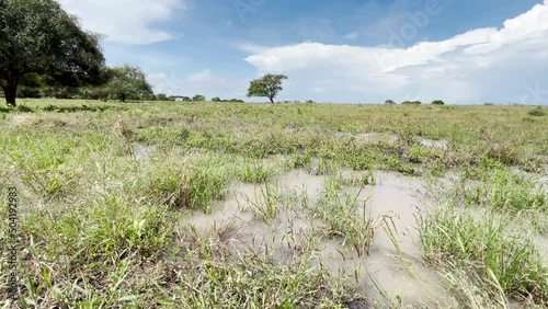 Savannah field during the day with a few puddles of water on the grass, clear cloudy sky