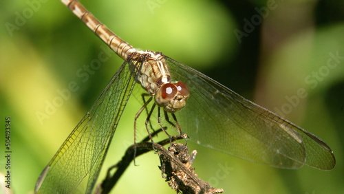 Dragonfly perched on a twig in a park in Fort Lauderdale, Florida, USA