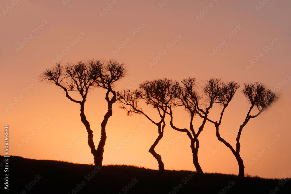 silhouettes of trees at sunset in africa, minimalistic landscape