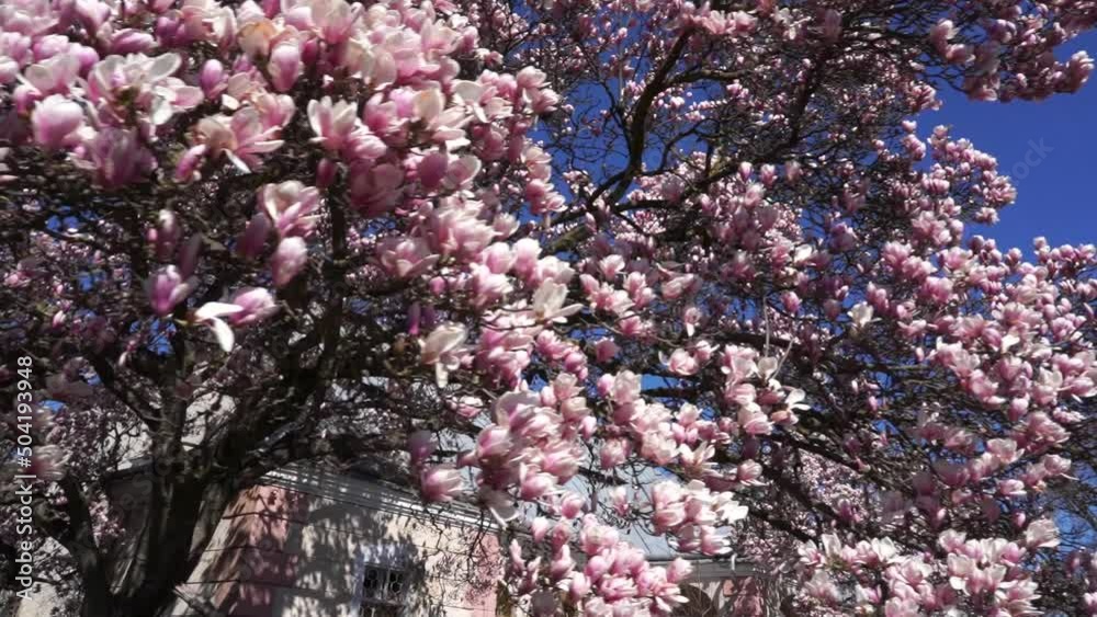 Beautiful Magnolia Tree With Sun And Blossoms. Beautiful Magnolia Tree With Sun And Blossoms.