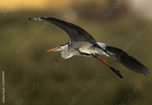 Grey Heron flying at Tubli bay, Bahrain
