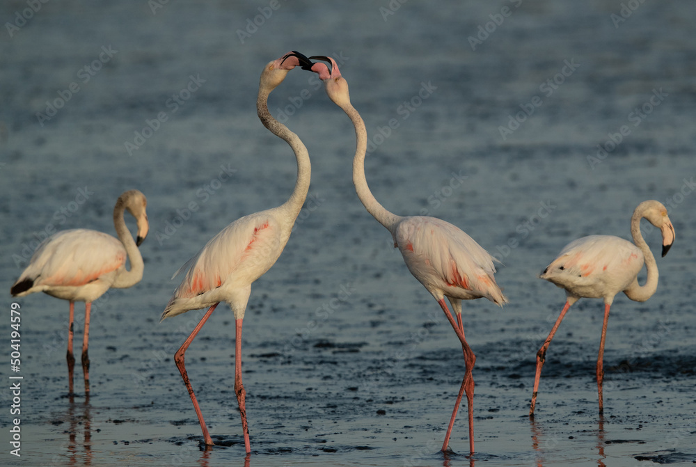 Greater Flamingos territory fight while feeding at Tubli bay, Bahrain