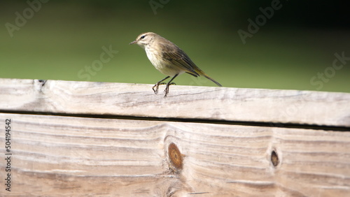Palm warbler (Setophaga palmarum) perched on a fence in a park in Fort Lauderdale, Florida, USA