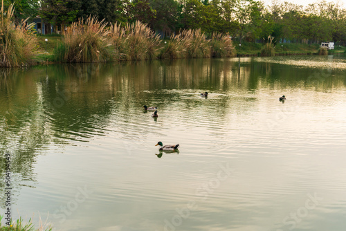 Five ducks swim each other in a calm pond on a rainy spring morning against the backdrop of a green shore with car houses for outdoor recreation in peace and quiet