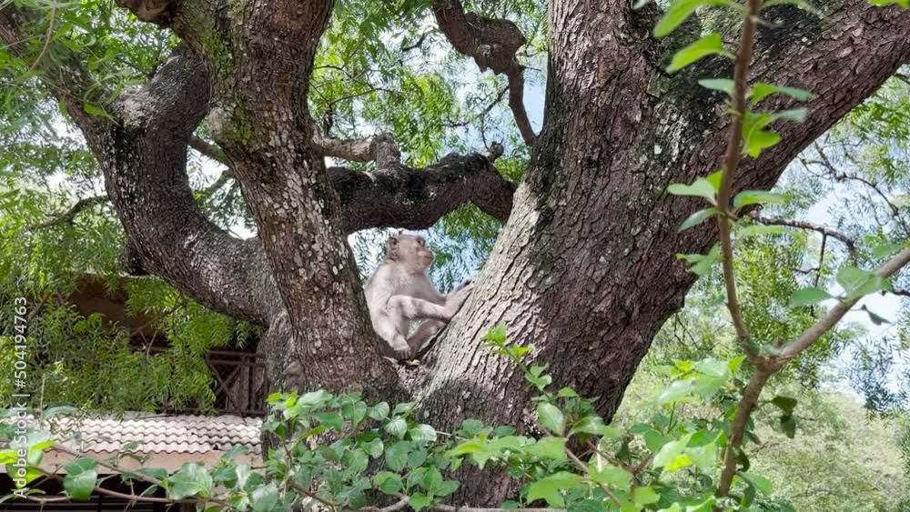 The monkey is cool in the tree. Monkeys relax enjoying the atmosphere during the day, taking shelter under a shady tree. Wild animals are released and mingle with visitors. video clips for footage. The monkey is cool in the tree. Monkeys relax enjoying the atmosphere during the day, taking shelter under a shady tree. Wild animals are released and mingle with visitors. video clips for footage.