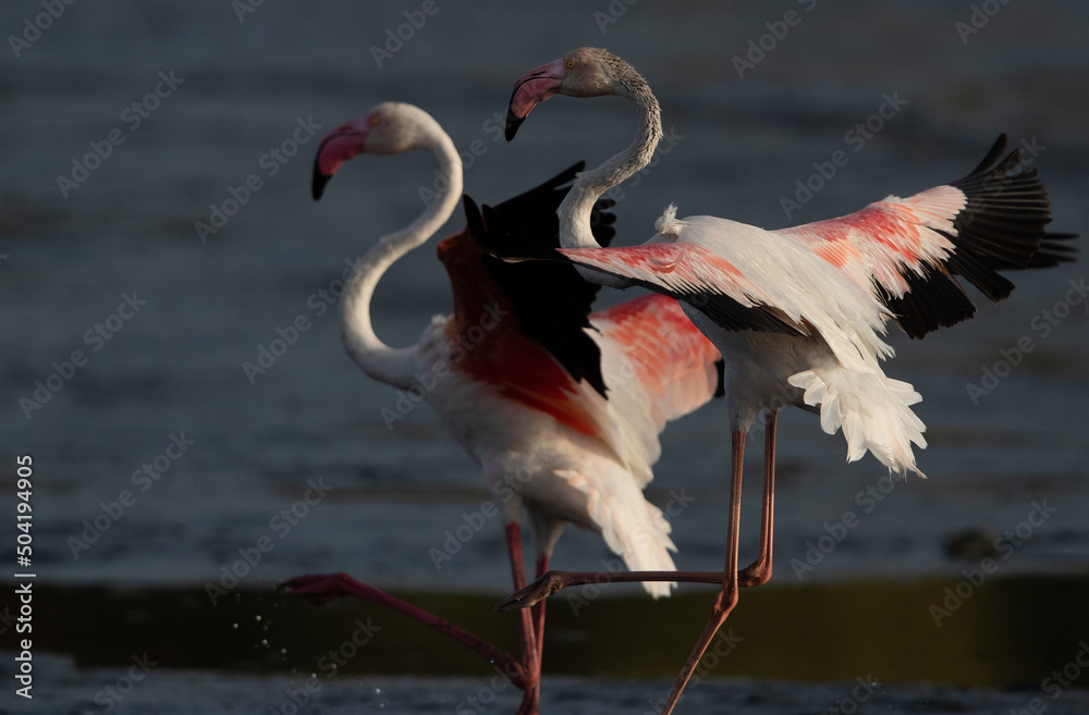 Closeup of a Greater Flamingos landing at Tubli bay in the morning, Bahrain