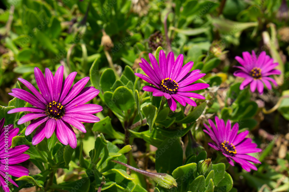 Lavender Cape Marguerite daisy. Dimorphotheca ecklonis, also known as Cape marguerite, African daisy, Van Staden's river daisy, Sundays river daisy. Lavender Cape Marguerite daisy. Dimorphotheca ecklonis, also known as Cape marguerite, African daisy, Van Staden's river daisy, Sundays river daisy.