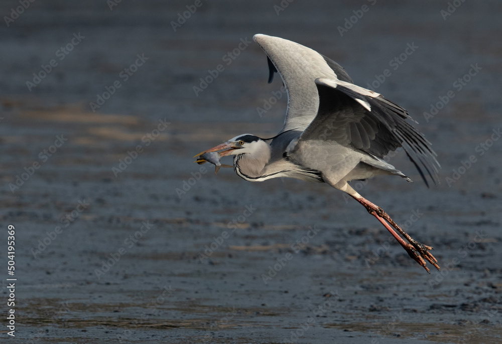Grey Heron takeoff while holding a fish at Tubli bay, Bahrain