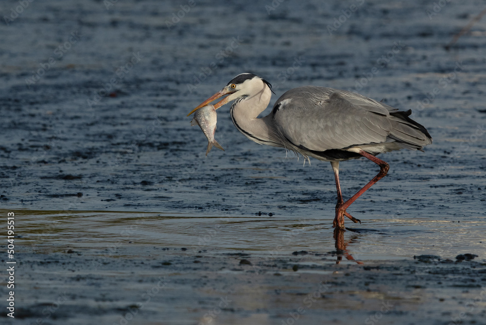 Obraz premium Grey Heron with a big fish catch at Tubli bay, Bahrain