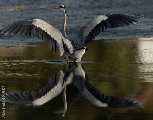 Grey Heron spreading its wings to takeoff at Tubli bay, Bahrain © Dr Ajay Kumar Singh