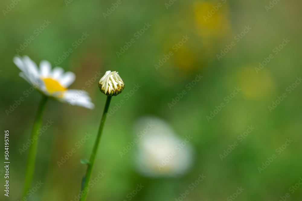 Jastrun właściwy, złocień właściwy, jastrun wczesny (Leucanthemum vulgare Lam.) biały kwiat, pączek. - obrazy, fototapety, plakaty 