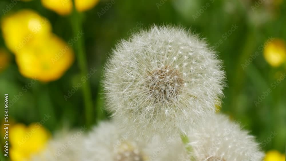 White heads of fluffy dandelions against the background of yellow flowers on a spring day in the park close up view White heads of fluffy dandelions against the background of yellow flowers on a spring day in the park close up view