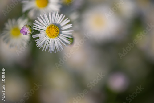 Przymiotno białe, zimotrwał zwyczajny (Erigeron annuus (L.) Pers), kwiaty z rodziny astrowatych. Białe kwiaty z żółtym środkiem, jasne tło, rosa.