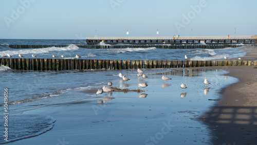 mewy i rybitwy ptaki nadmorskie na plaży