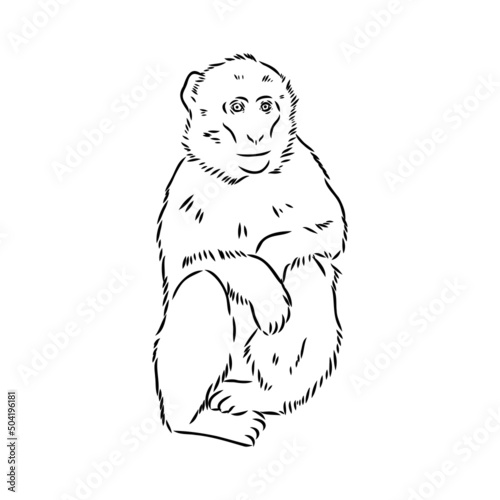Monkey icon. Jungle macaque outline badge. Zoo animal. Vector illustration.