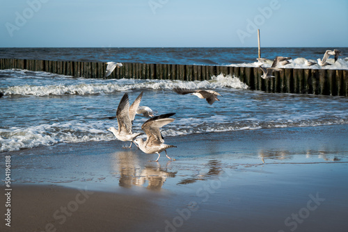 mewy i rybitwy ptaki nadmorskie na plaży