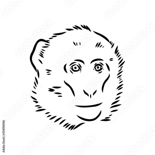 Monkey icon. Jungle macaque outline badge. Zoo animal. Vector illustration.