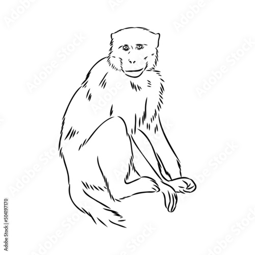 Monkey icon. Jungle macaque outline badge. Zoo animal. Vector illustration.