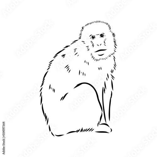 Monkey icon. Jungle macaque outline badge. Zoo animal. Vector illustration.