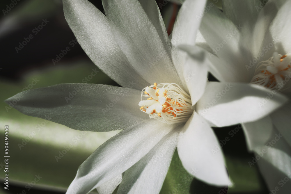 Obraz premium White cactus flowers macro, sunny day. Blossom floral background, selective focus