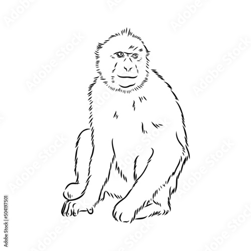 Monkey icon. Jungle macaque outline badge. Zoo animal. Vector illustration.