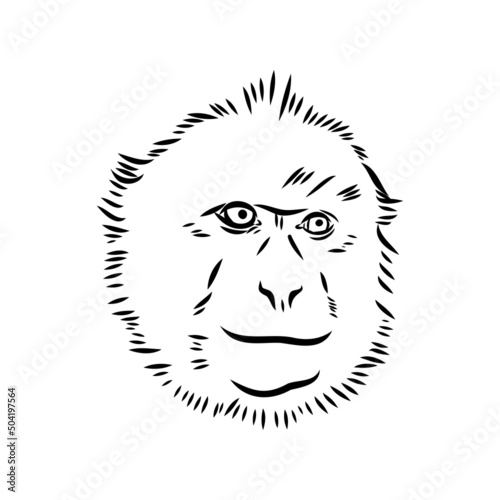 Monkey icon. Jungle macaque outline badge. Zoo animal. Vector illustration.