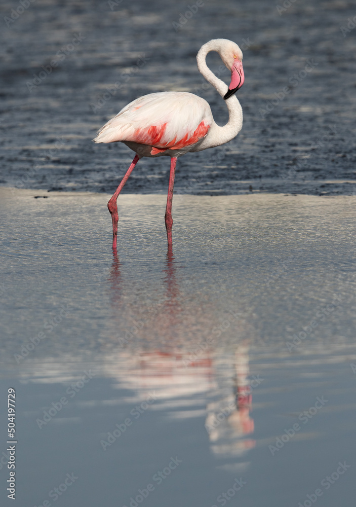 Greater Flamingo and  reflection on water at Tubli bay, Bahrain