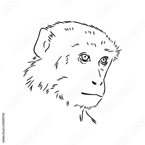 Monkey icon. Jungle macaque outline badge. Zoo animal. Vector illustration.
