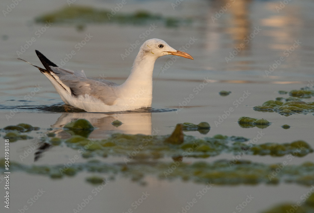 Portrait of a Sender-billed gull at Asker marsh, Bahrain
