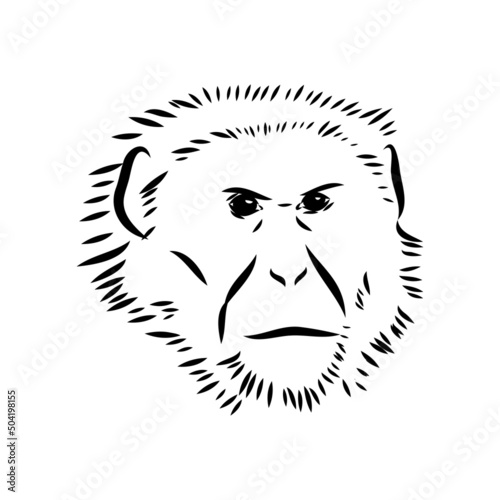 Monkey icon. Jungle macaque outline badge. Zoo animal. Vector illustration.