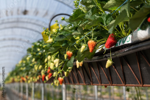 France, Gironde, May 2022: Strawberries growing under green houses in South West France photo