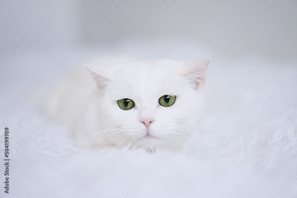Cute white cat with green eye lying in bed. Fluffy pet comfortably settled to sleep 