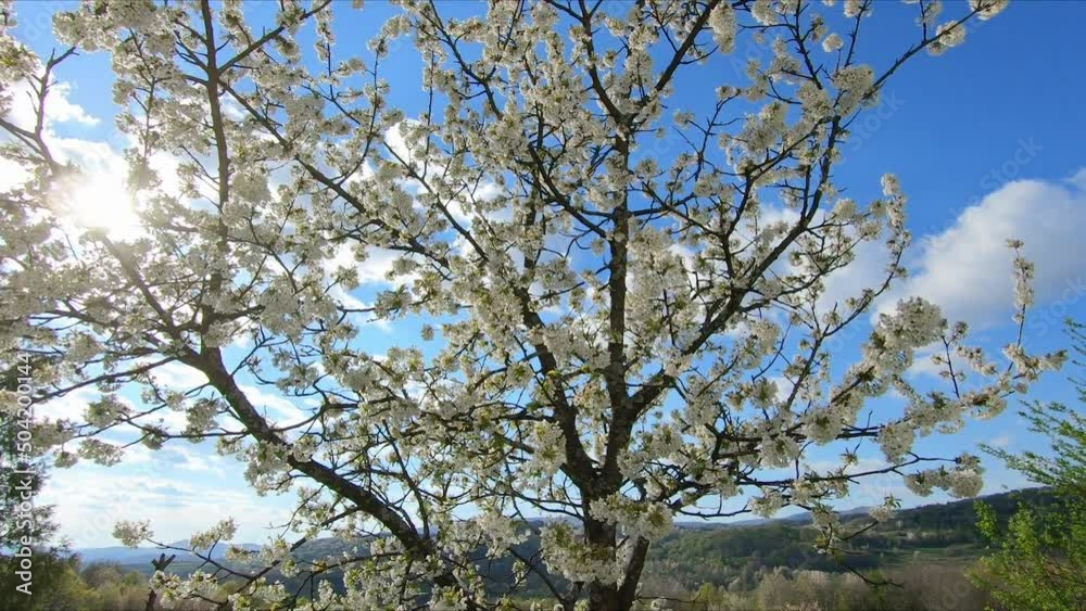 An Orbit shot of blossoming cherry tree. Shot at 50 fps. An Orbit shot of blossoming cherry tree. Shot at 50 fps.