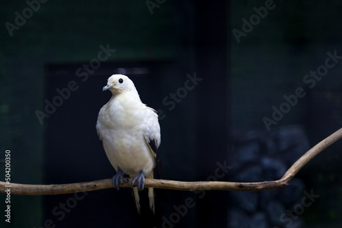 The pied imperial pigeon bird is rest in the garden