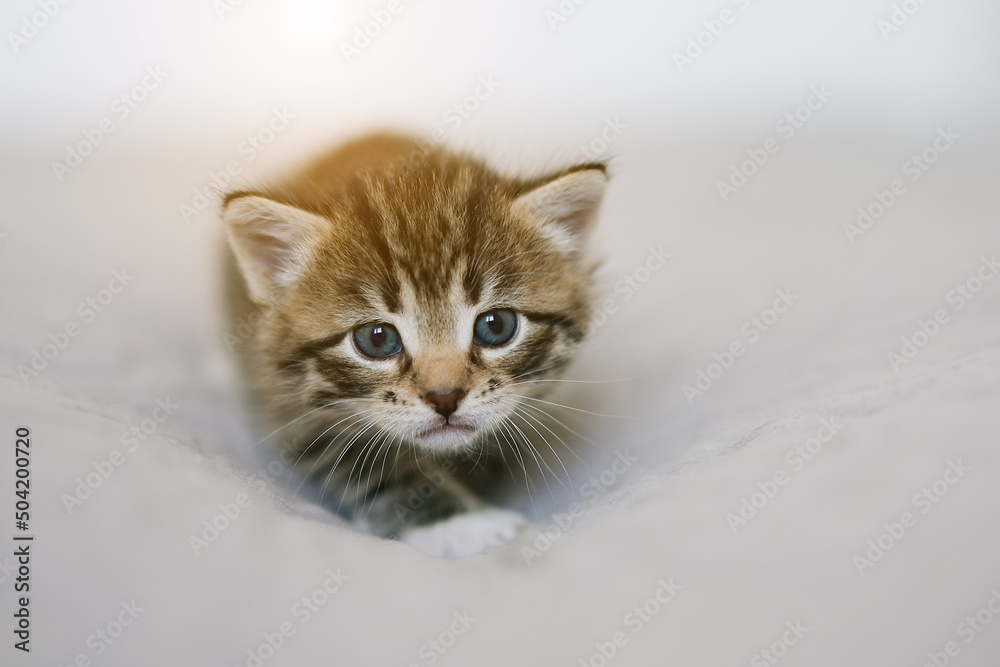 Little kitten on a gray blanket