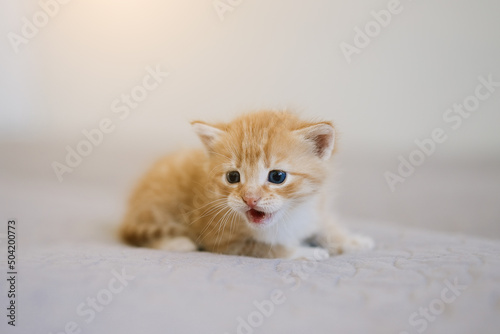 Little kitten on a gray blanket