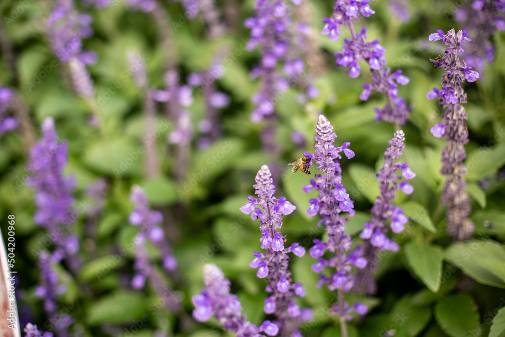Fototapeta premium Big blue salvia flower and bee